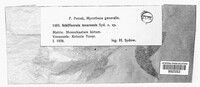 Schiffnerula tovarensis image